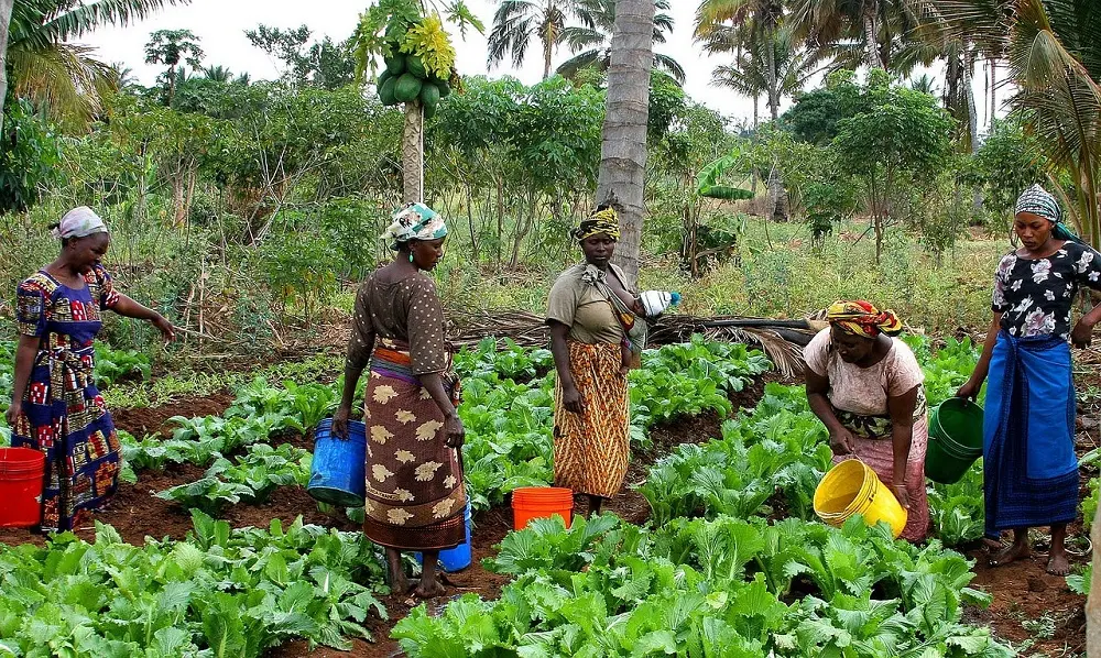 Food Security and Livelihoods